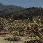 AVA-Asaja estima entre 35 y 40 millones los daños agrarios del incendio de la Vall d’Uixó