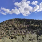 Cooperativas Agro-alimentarias pide reforzar al productor ante la baja rentabilidad del olivar