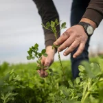 El Gobierno abonará 494,5 millones en ayudas a 249.376 agricultores en septiembre