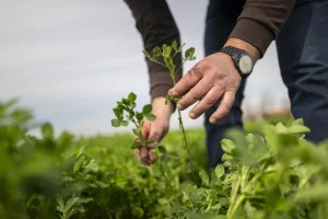 El Gobierno abonará 494,5 millones en ayudas a 249.376 agricultores en septiembre