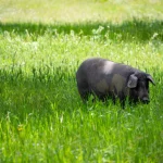 El Gobierno autoriza la emisión de 5.000 monedas de oro de colección del cerdo ibérico