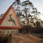 La Asociación de Ecoturismo pide planes de recuperación para evitar una segunda crisis tras incendios