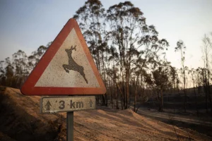 La Asociación de Ecoturismo pide planes de recuperación para evitar una segunda crisis tras incendios