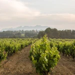 La compra de uva de la D.O. Cava inyectará unos 100 millones a los viticultores catalanes
