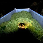 La cooperativa El Progreso de Villarrubia de los Ojos adelanta la vendimia de blancos tempranos