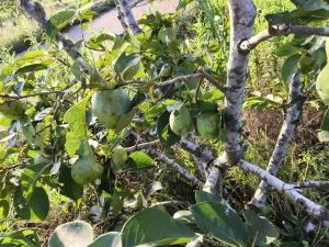 La Unió cifra en 14,3 millones los daños agrícolas por tormentas y pedrisco en la Ribera