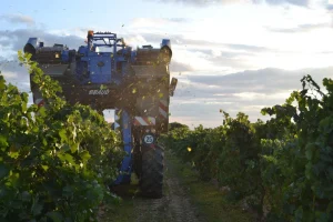 La vendimia de la D.O. Rueda se adelanta siete días y comienza con Sauvignon Blanc y Chardonnay