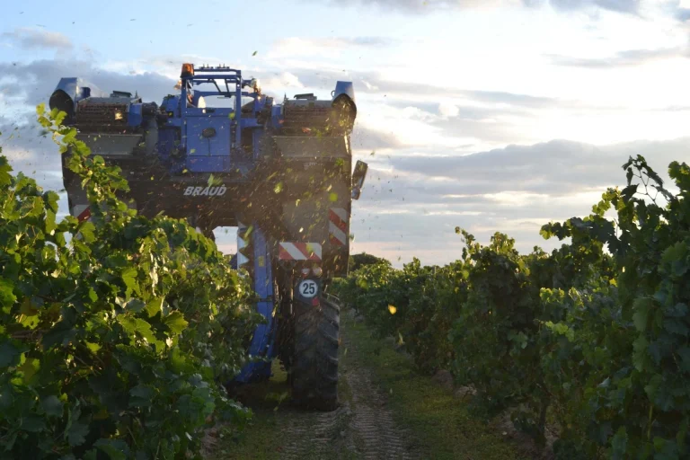 La vendimia de la D.O. Rueda se adelanta siete días y comienza con Sauvignon Blanc y Chardonnay