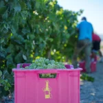 La vendimia se generaliza en el Marco de Jerez (Cádiz) con 48,7 millones de kilos de uva recogidos