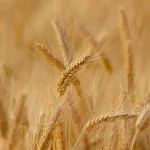 Las organizaciones agrarias mantienen la protesta del 27 por falta de apoyo de CyL al cereal