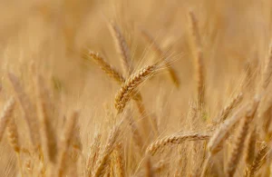 Las organizaciones agrarias mantienen la protesta del 27 por falta de apoyo de CyL al cereal