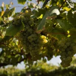UCCL denuncia que grandes bodegas de la DO Rueda pagan la uva por debajo de coste