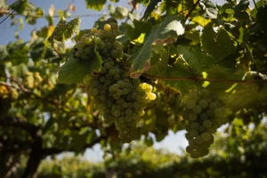 UCCL denuncia que grandes bodegas de la DO Rueda pagan la uva por debajo de coste