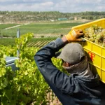 UGT-FICA prevé que hasta 13.000 temporeros españoles trabajen en la vendimia francesa este año