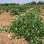 Unión de Uniones alerta del adelanto de la vendimia y pide un plan urgente de arranque de viñedo