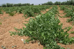 Unión de Uniones alerta del adelanto de la vendimia y pide un plan urgente de arranque de viñedo