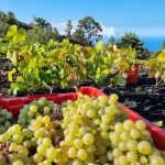 Unións Agrarias prevé una vendimia récord en Galicia y exige precios justos a productores