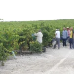 VitiVinum alerta de la falta de jornaleros para la vendimia en Montilla-Moriles y pide medidas