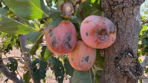 Agroseguro cifra en 17 millones los daños del reventón térmico en el caqui de Valencia