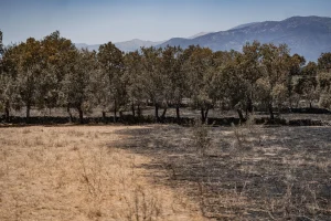 Castilla y León ordena pagar 1,8 millones a 339 afectados por los incendios en cuatro provincias